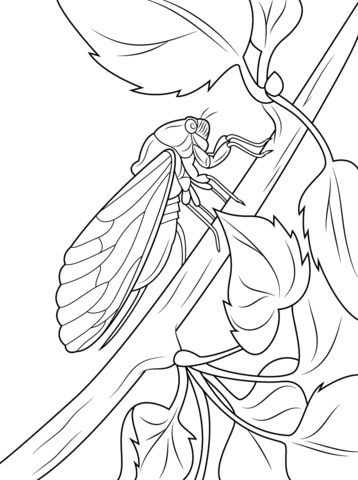 Cicada Sits On Tree Stem Coloring Page